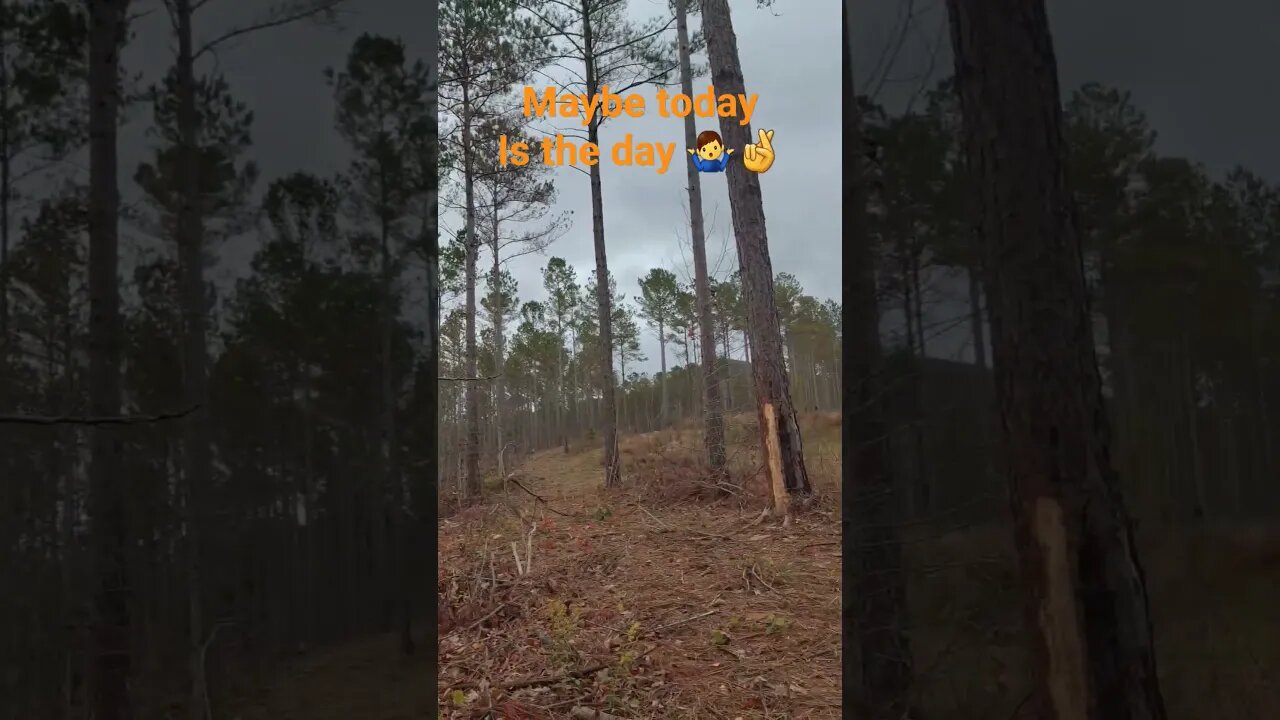Could Be 🤷♂️🤷♂️🤞🤞🤞 #hunting #woods #wma #fall #outdoors #hopeful