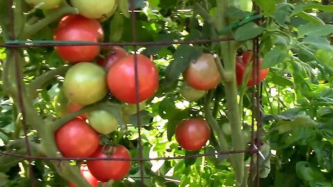 Taking a Close Look At Eva Purple Ball Heirloom Tomatoes