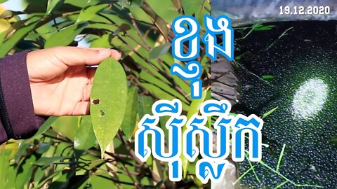 ការការពារខ្ញុងកុំអោយស៊ីស្លឹកទុរេនរបស់អ្នក / Khmer Agriculture