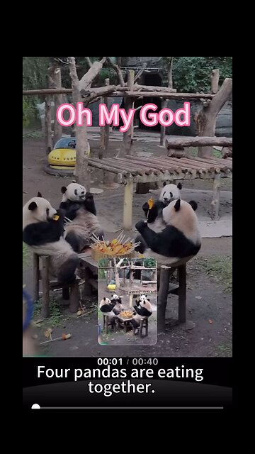 Four pandas are eating together.So Cute