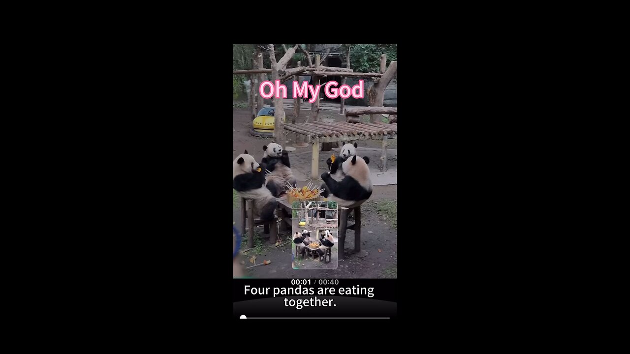 Four pandas are eating together.So Cute