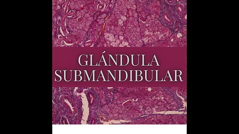 repasemos la glandula submandibular en segundos