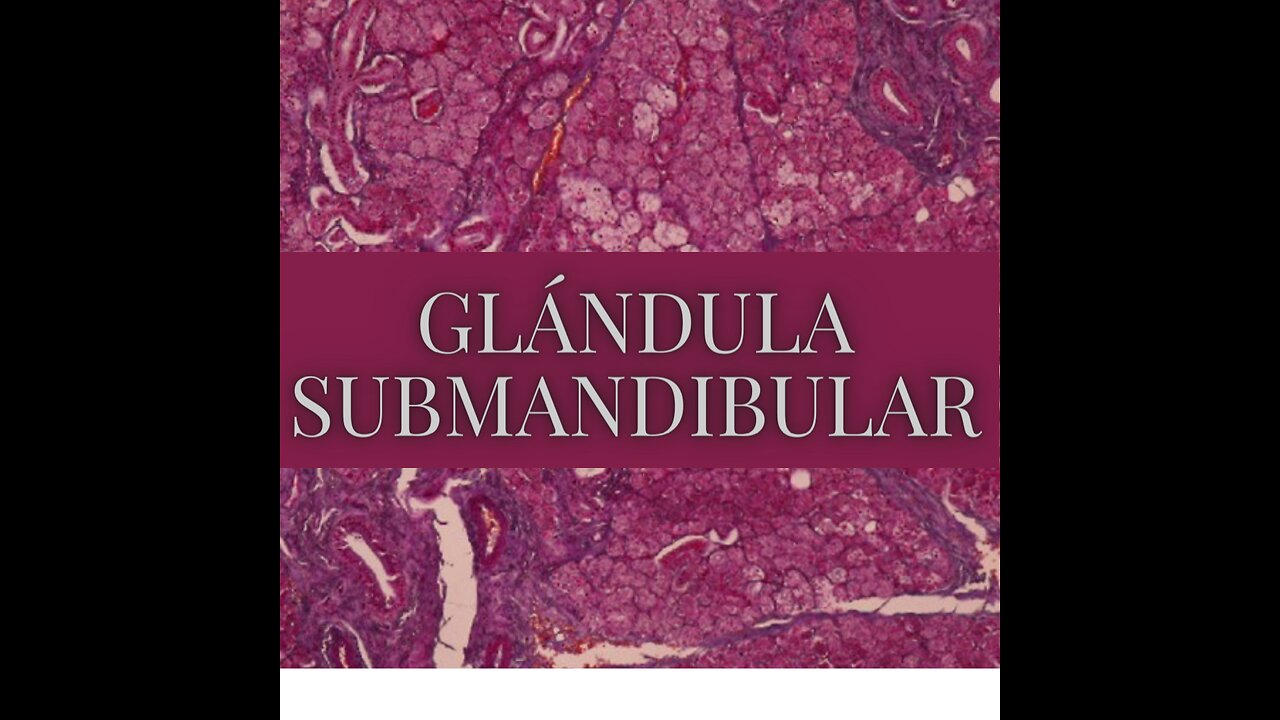 repasemos la glandula submandibular en segundos