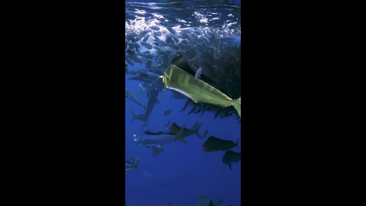 Dolphin feeding on a bait ball is beautiful!