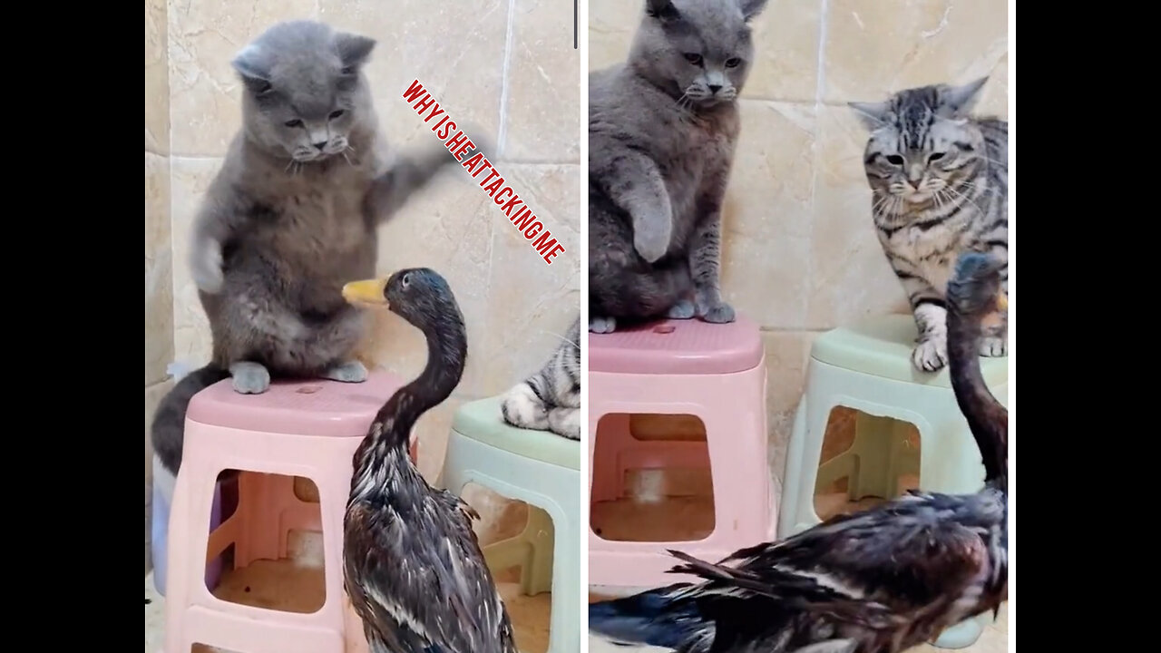 This cat being attacked by a duck watch how they fight