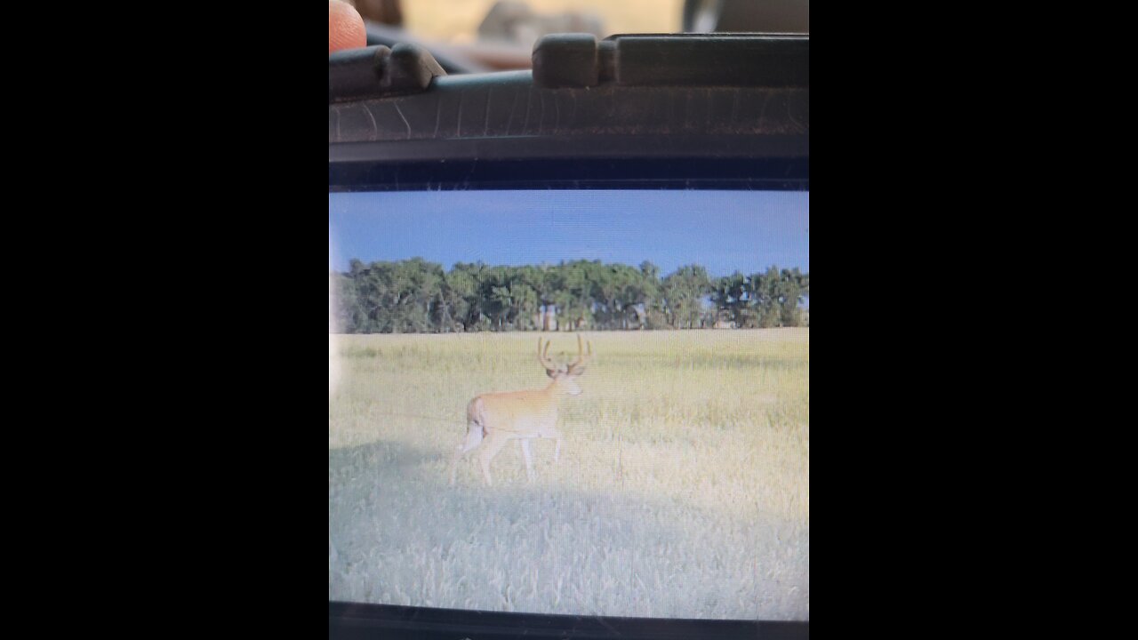 Velvet whitetail deer