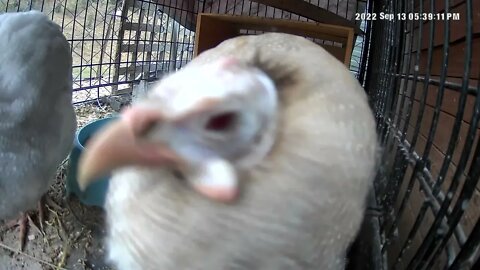 Cute red eyed cinnamon guinea fowl keet poses for camera