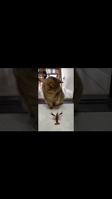 Cat vs Crayfish