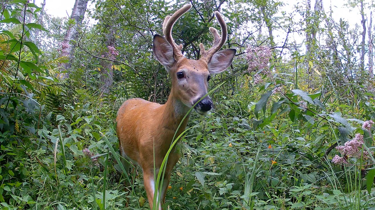 Whitetail Bucks