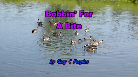 Bobbin’ For A Bite by Gary C Peeples