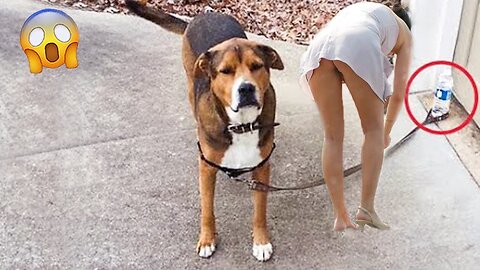 Funniest Videos 2022 and Dogs Funny Cats