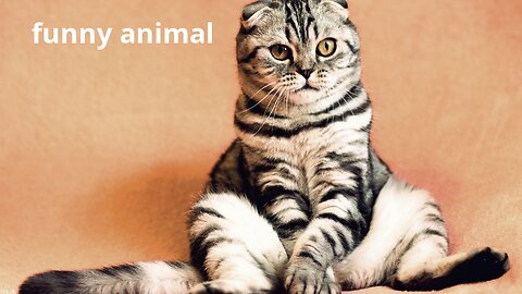 funny Animals - Funniest Cats and Dogs Videos