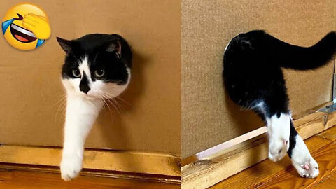 Funny Animals Dogs And cats moments 🤣🤣🤣
