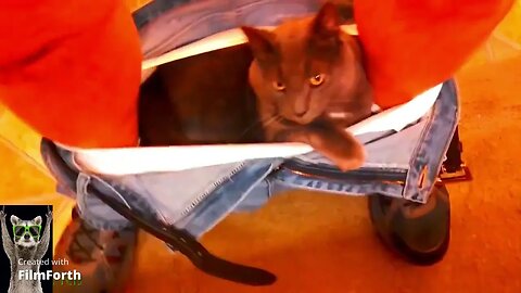 funny cat videos funyy animals