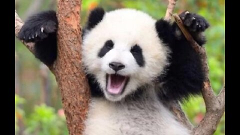Sneezing baby panda