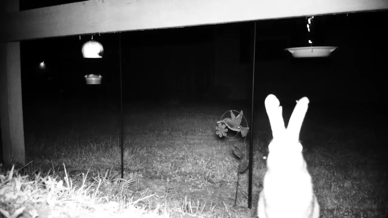 Hare that don't even care 2