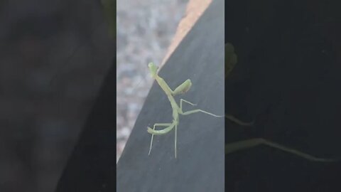 Christian mantis