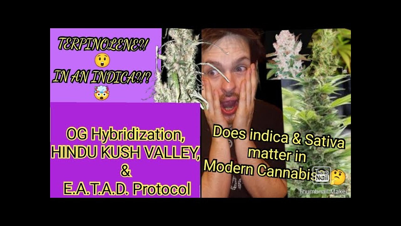 😙💨Late Night Toke Talk Session - Indica vs Sativa VS hybrid on Today's Market