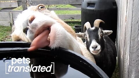 Thirst Trap _ Best Pets Translated of March