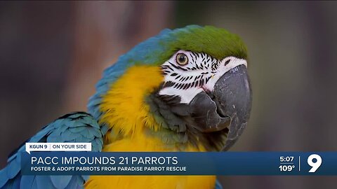 PACC impounds 21 parrots