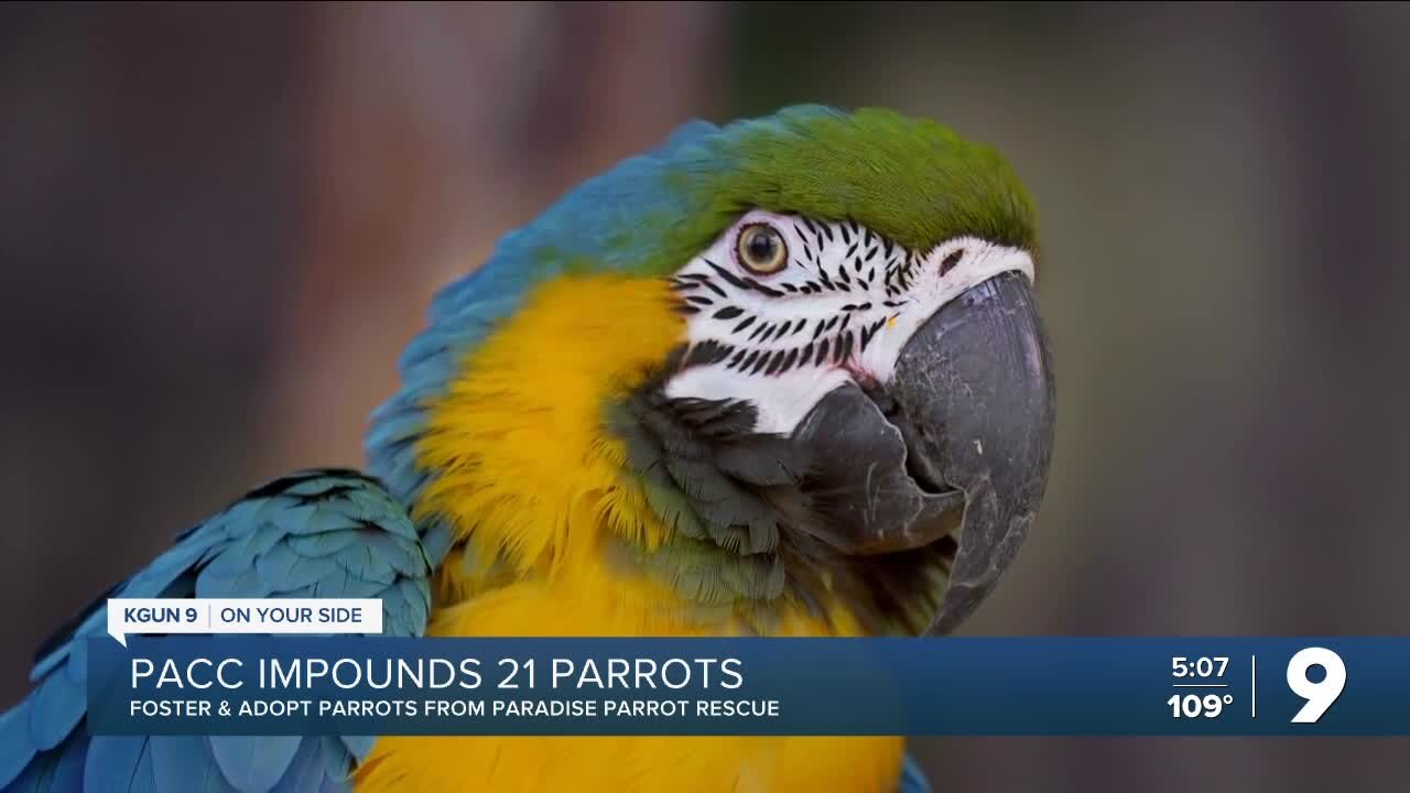 PACC impounds 21 parrots