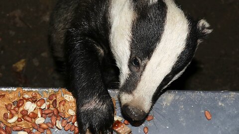 Badgers With Sausages & Peanuts On The Menu
