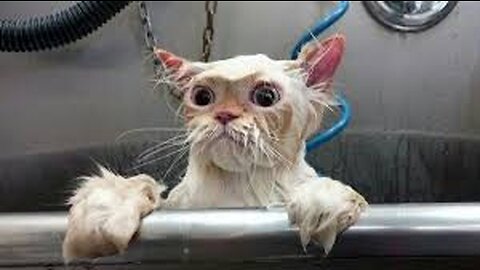 Best Funny Animal Videos Of The 2023 🤣 - Funniest Cats And Dogs Videos 😺😍😂🐶 Funny cat & dog videos 😍
