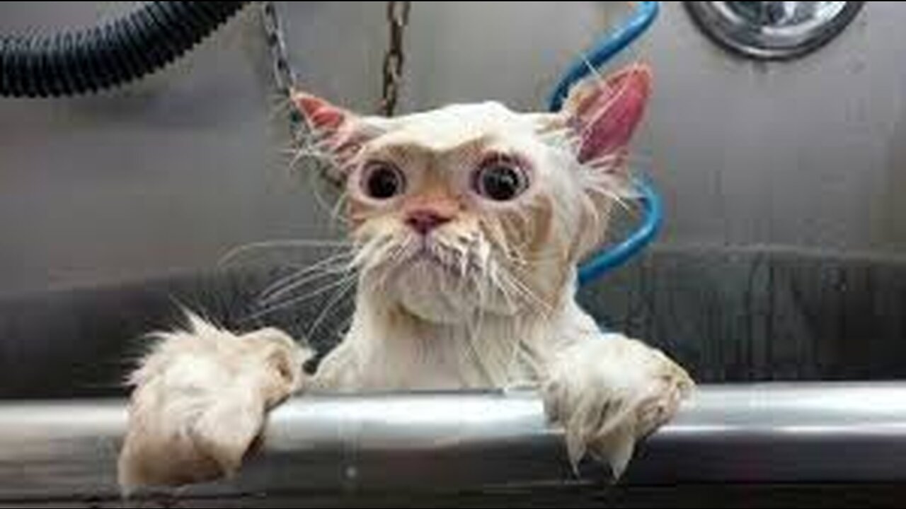 Best Funny Animal Videos Of The 2023 π€£ - Funniest Cats And Dogs Videos πΊπππΆ Funny cat & dog videos π