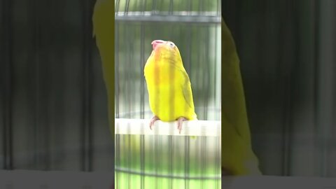 lovebirds konslet