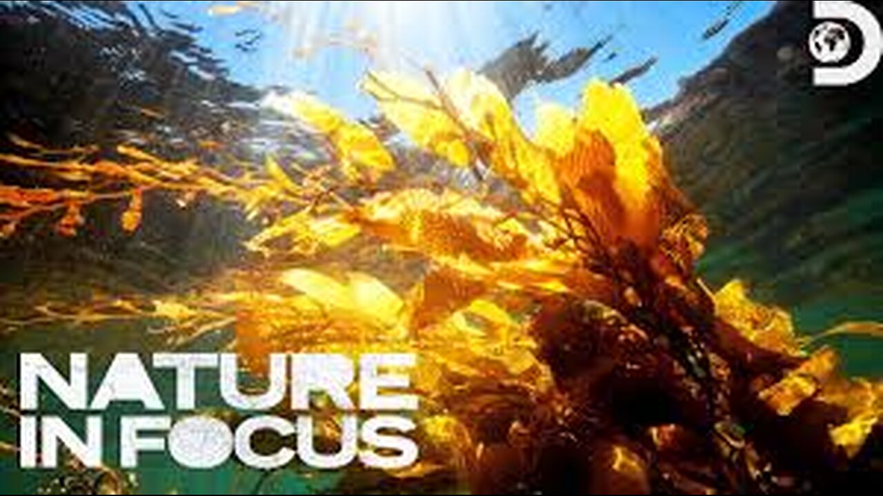 Ian Shive Swims Through a GIANT Kelp Forest! Nature in Focus