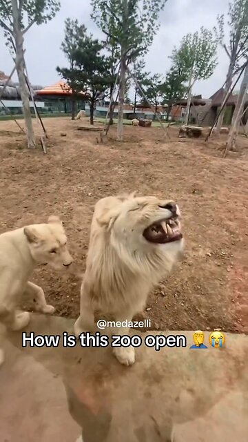 never going back to the New York zoo again 😭😭