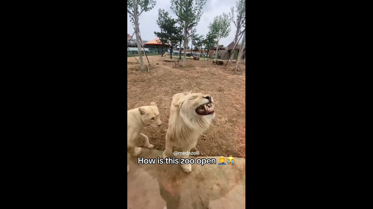 never going back to the New York zoo again 😭😭