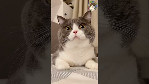 Aww Cute Cats Videos #Catmeow Funny Animals Compilation😹 Try Not To Laugh Challenge