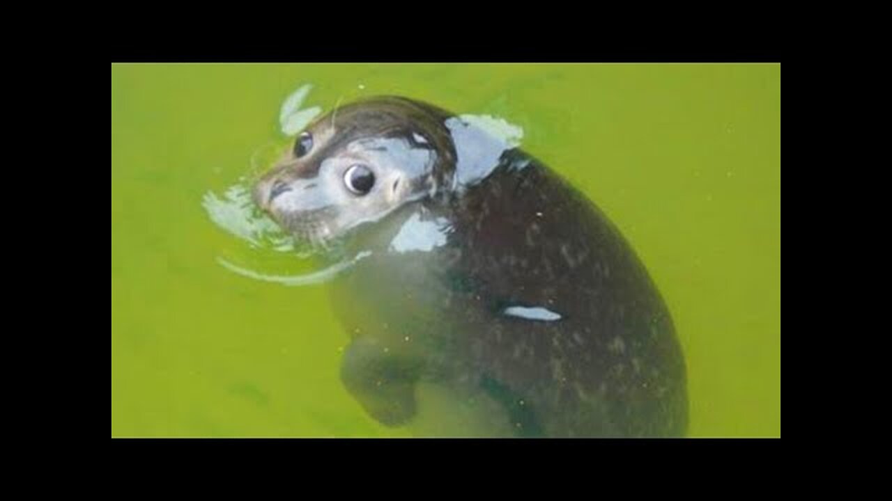 THE FUNNIEST ANIMALS | BEST COMPILATION Ф£