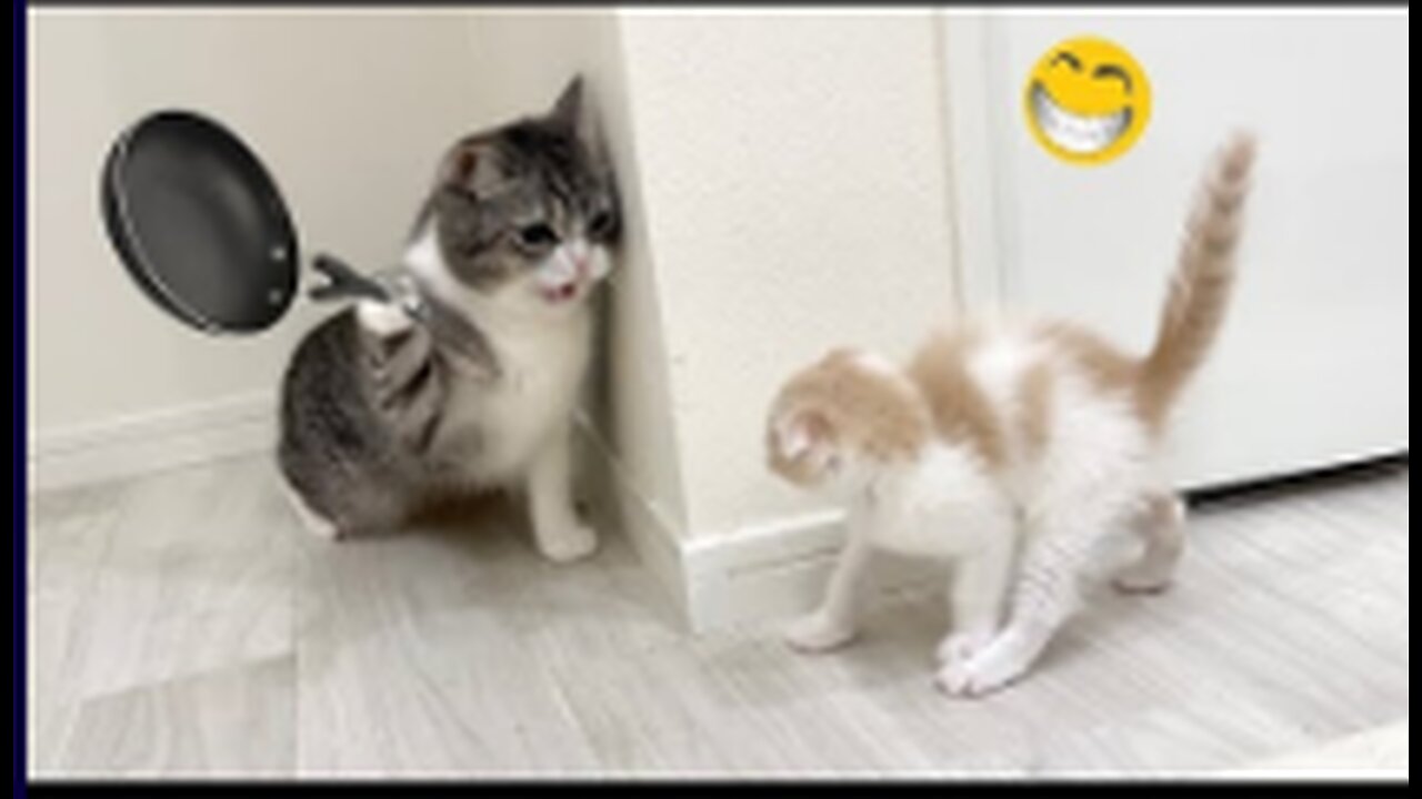 Funny Animal Video part1