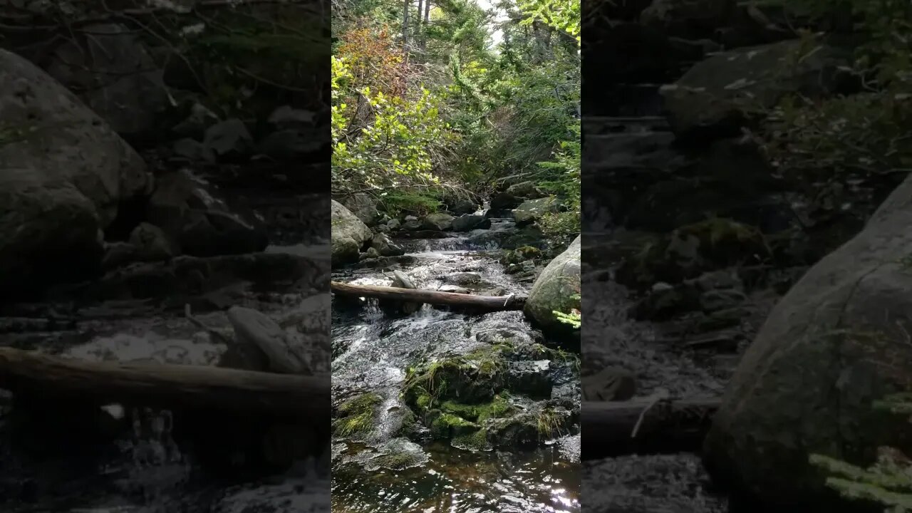 Hidden Oasis: Nature's Flowing Secret 🌿💦 - #Shorts #YouTubeShorts #NatureSounds