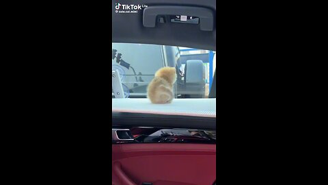 cute kitten 🐾🐈