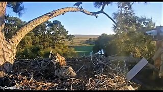 Mom & Her Owlet Share a Frog Dinner 🦉 3/20/22 18:46