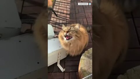 cute cat videos 😹 funny videos 😂