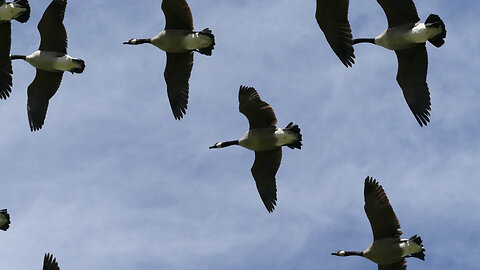 Geese
