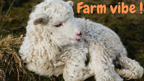 3 hours of farm vibe, with domestic animal sounds !