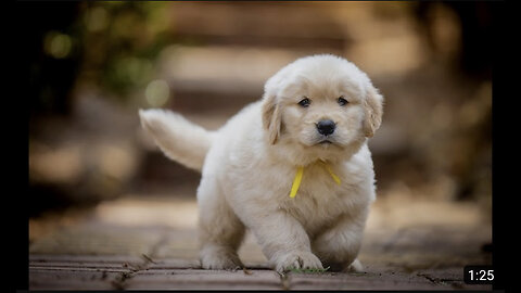 golden retriever puppy