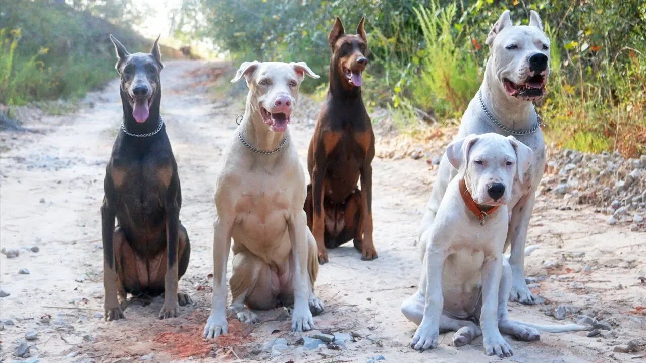 Darla the 12 Week Dogo Argentino Puppy's First Pack Walk to our "Church" [GUWD#5]