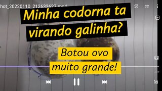 MINHA CODORNA BOTOU UM OVO MUITO GRANDE