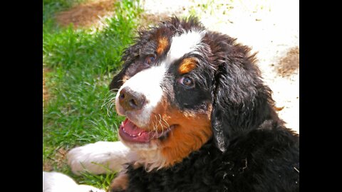 Bernese Mountain Dog Very Angry with Puppy