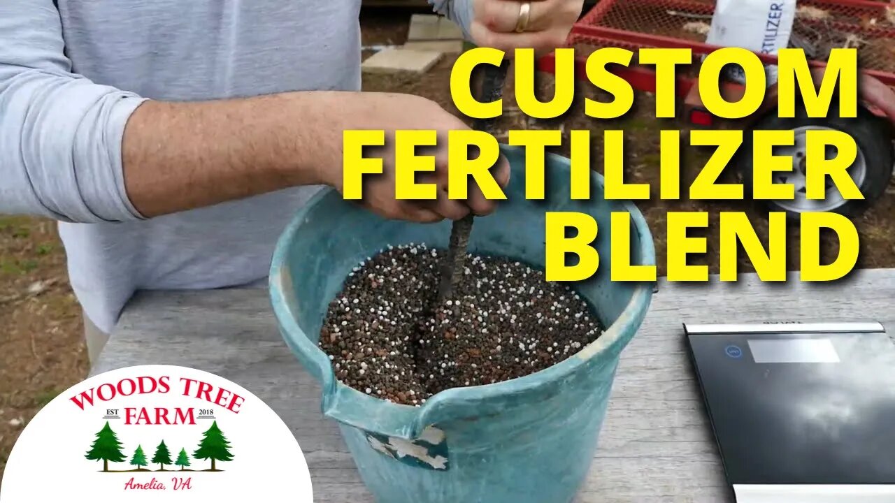 How I Made The BEST FERTILIZER For Christmas Trees