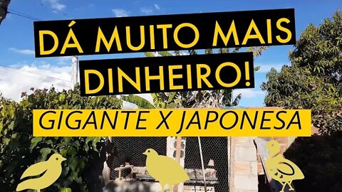 COM QUAL CODORNA COMEÇAR UMA CRIAÇÃO @Viver de codorna