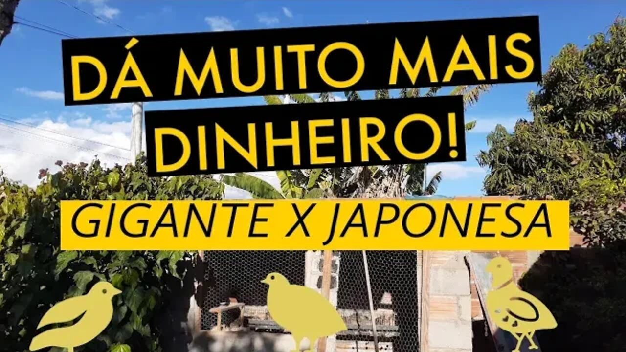 COM QUAL CODORNA COMEÇAR UMA CRIAÇÃO @Viver de codorna