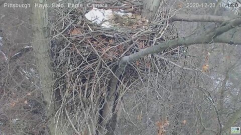 Hays Eagles nest observation 2020 12 23 1013am