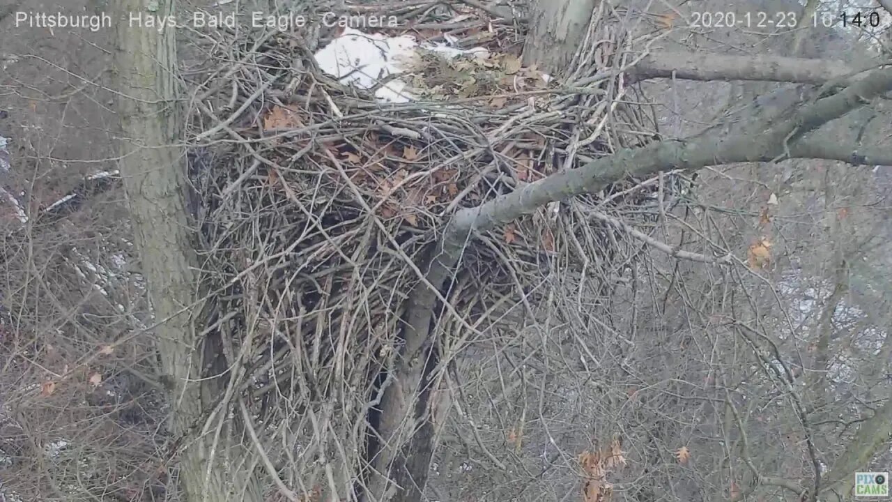 Hays Eagles nest observation 2020 12 23 1013am